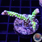 Anacropora spp. „Green Goblin“ AD Special