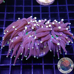 Euphyllia glabrescens „Jumbo Joy“ WYSIWYG