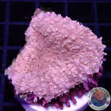 Lobophyllia spp. „Pink Passion“ WYSIWYG