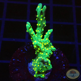 Montipora stellata „Limy“ WYSIWYG „AD Special“