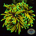 Euphyllia glabrescens „4 Master“ WYSIWYG