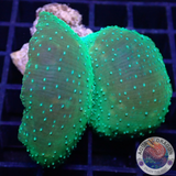 Discosoma spp. „Bubble Butt“ WYSIWYG