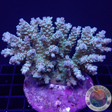 Acropora tenuis „Lime“ WYSIWYG