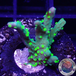 Montipora stellata „Limy“ WYSIWYG „AD Special“