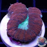 Lobophyllia spp. „Forest Fire“ WYSIWYG