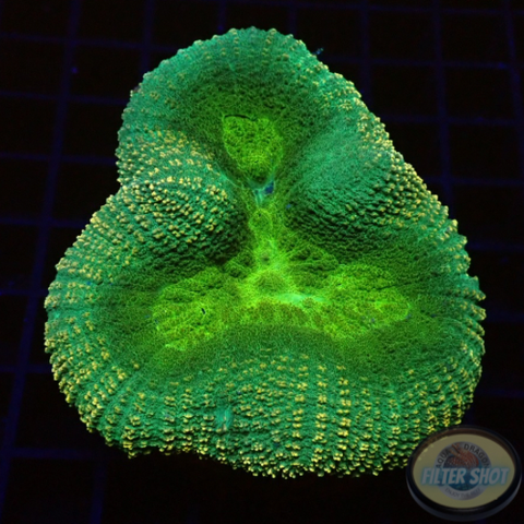 Symphyllia spp. „Ufo“ WYSIWYG