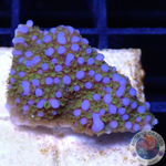 Montipora spp. 🌈 „Rainbow“ AD Special“