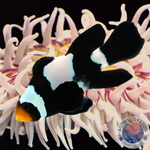 Amphiprion ocellaris „Black Snowflake Longfin“ Nachzucht