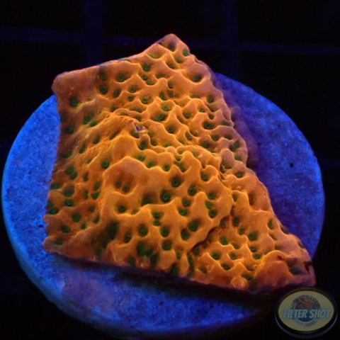 Montipora spp. „Tropicana“