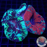 Trachyphyllia geoffroyi „Tracy Backpack“ WYSIWYG