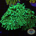 Euphyllia glabrescens „Grinch“ WYSIWYG