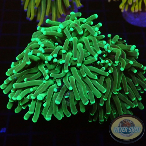 Euphyllia glabrescens „Grinch“ WYSIWYG