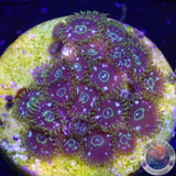 Krustenanemonen „Speckled Hornets“ WYSIWYG „AD Special“