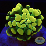 Euphyllia baliensis „Gold Jelly“