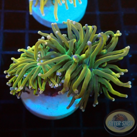 Euphyllia glabrescens „Holy Moly“ WYSIWYG