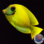 Acanthurus pyroferus „Mimikrydoktor“ S/M