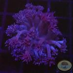 Goniopora spp. „Purple Flower“