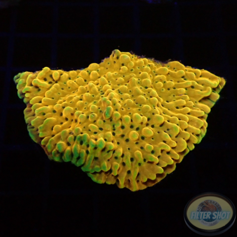 Montipora spp. „Crazy T“ AD Special