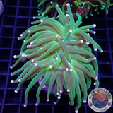 Euphyllia glabrescens „Cotton Candy“ AD Special