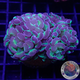 Euphyllia baliensis „Tripple Hologram“ WYSIWYG