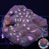 Echinophyllia spp. „Miami“ WYSIWYG „AD Special“