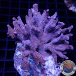 Montipora digitata „Superman“ WYSIWYG „AD Special“