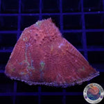 Lobophyllia rowleyensis “Warpaint” WYSIWYG “AD Special”