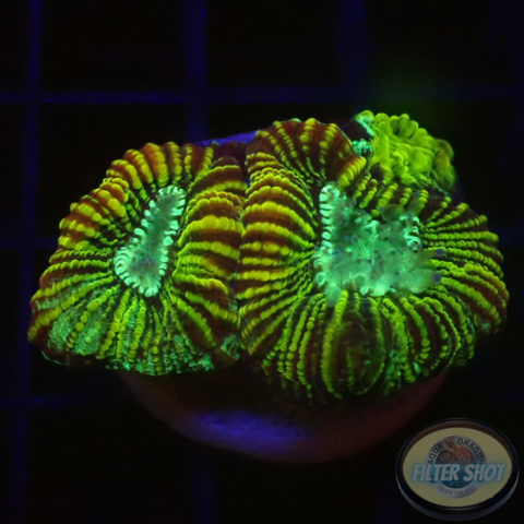 Favia spp. “Mayan Toxic Sun” AD Special