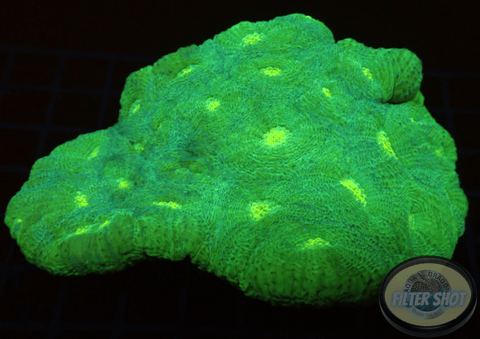 Acanthastrea echinata „Soft Green“ WYSIWYG