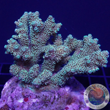 Acropora millepora „Energy Buzz“ WYSIWYG „AD Special“