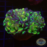 Euphyllia baliensis „Tripple Hologram“ WYSIWYG