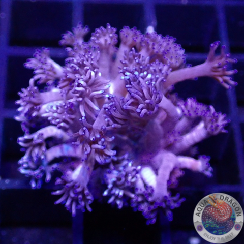 Goniopora spp. „Purple Flower“