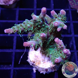 Acropora spp. „Confetti“ 🎉 WYSIWYG