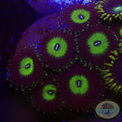 Krustenanemonen „Candy Apple Green“