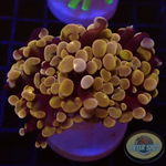 Euphyllia baliensis „Purple Gold“ AD Special