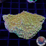 Montipora spp. „Crazy T“ AD Special