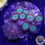 Krustenanemonen „Mean Green“ & Rhodactis spp. „Fire Bounce“ WYSIWYG „AD Special“