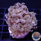 Euphyllia baliensis „Purple Gold“ AD Special