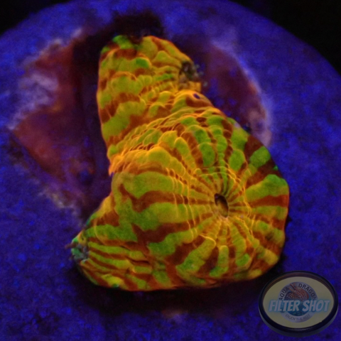 Echinophyllia spp. „Rainbow Convict“ WYSIWYG