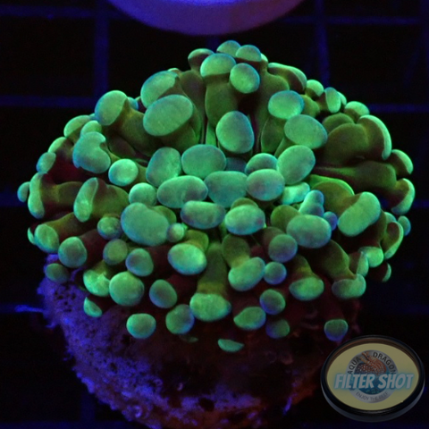 Euphyllia baliensis „Greeny“