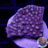 Montipora spp. „Maestro“ AD Special