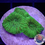 Goniastrea spp. “24K” AD Special