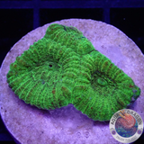 Goniastrea spp. “24K” AD Special