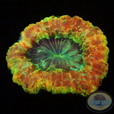 Trachyphyllia geoffroyi „Rainbow Tracy“ WYSIWYG