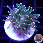 Euphyllia glabrescens „Ye-Yo“