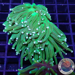 Euphyllia glabrescens „Grinch“ WYSIWYG