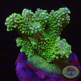 Acropora divaricata „Leila“ WYSIWYG