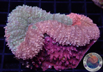 Lobophyllia spp. „Speechless“ WYSIWYG