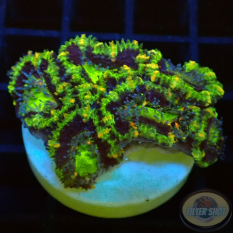 Micromussa spp. „UFO“ AD Special