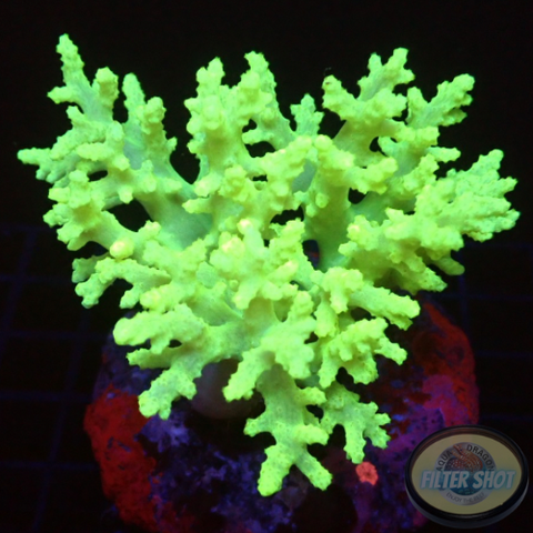 Sinularia spp. „Yellow Tree“ WYSIWYG „AD Special“